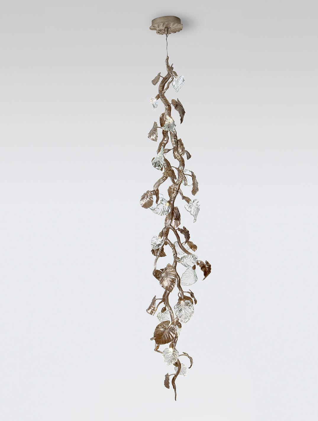 Suspension Calathea Ornata Large